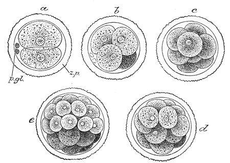 zygote