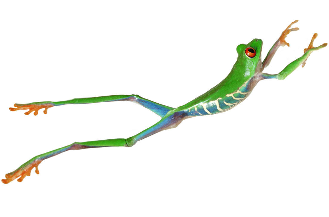 frog jumping